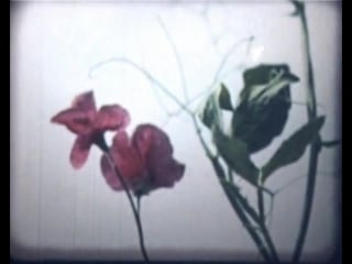 Научфильм биология фильм 12 хромосомная теория наследственности