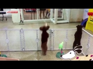 Пудель танцует сальсу