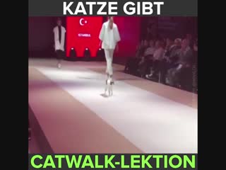 Eine katze macht den models auf dem laufsteg deutlich, warum es überhaupt "catwalk" heisst und wie man richtig zu stolzieren hat