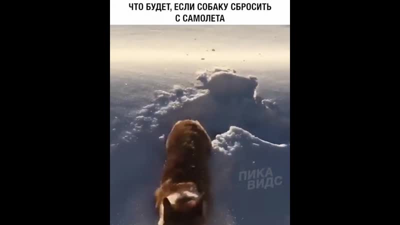 Скинули собaку