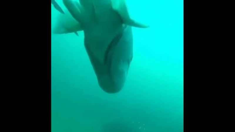 В море ветер, в море буря, в море воют ураганы