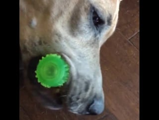 Poor levi and her cone