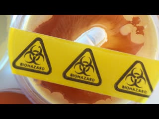 Live russlands föderationsrat hält expertensitzung zu us biolaboren in der ukraine ab