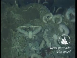 Kiwa puravida yeti crab grows its own food (video s3)