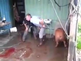 Пипец ор) пацаны бьют кабана