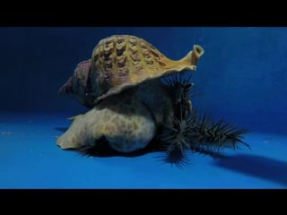 Pacific triton hunts and eats crown of thorns starfish