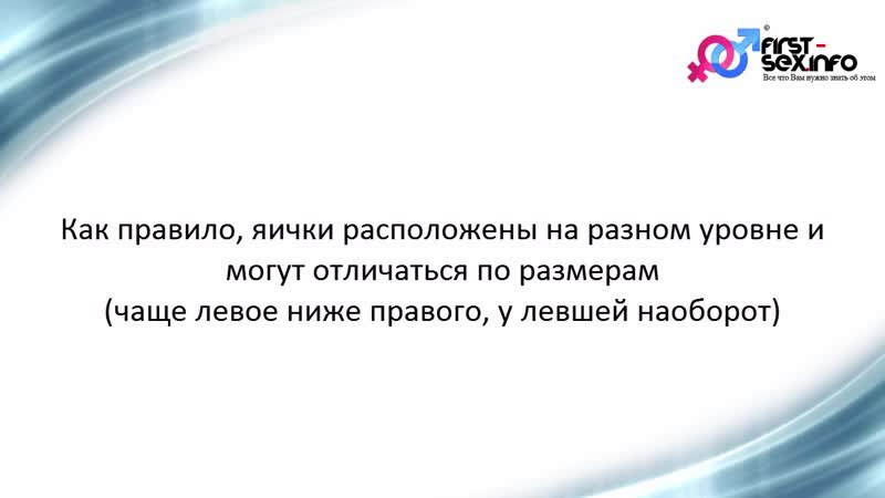 Урок №8 мужская половая система строение и особенности