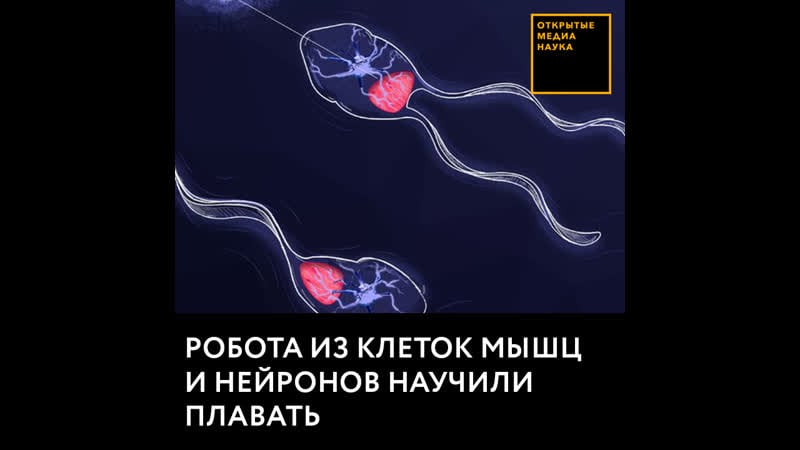 Робота из клеток мышц и нейронов научили плавать
