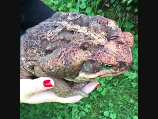 🔥 suriname cane toad 🔥