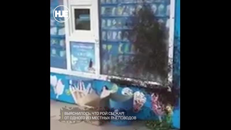 Красноярские пчёлы осаждали ларёк с мороженым