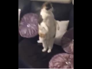 Everybody gangsta till pisi start walkin