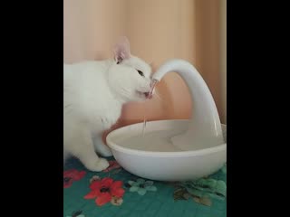 Mom's cat will only drink from the bathroom faucet, so she got her a fountain for her birthday