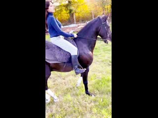 Miss sude dressage buraq boy teaser changeez chaan productions