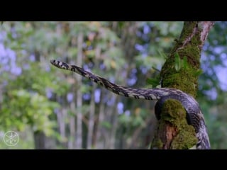 Costa rica in 4k 60fps (ultra hd) w freefly movi