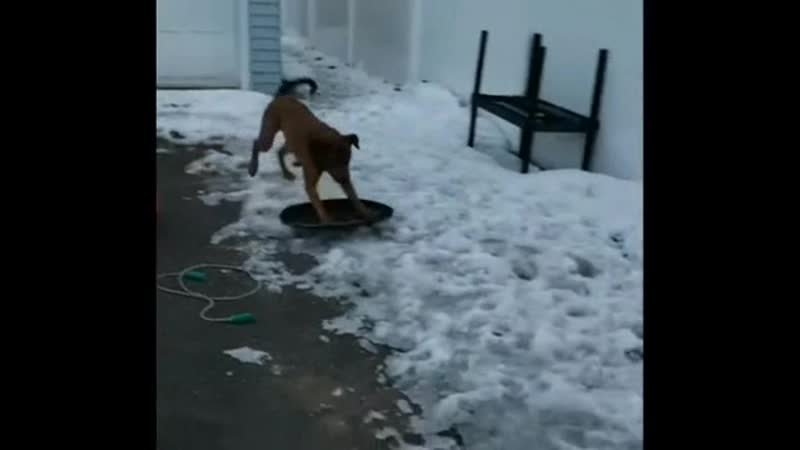 Сообразительный цобакен