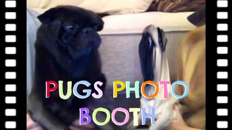 Pugs photo booth nov 27, 2013 / marzia