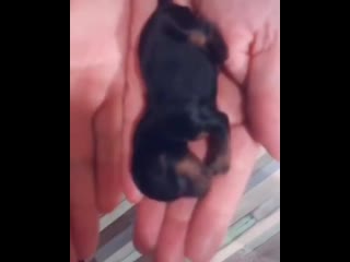 Милый щенок