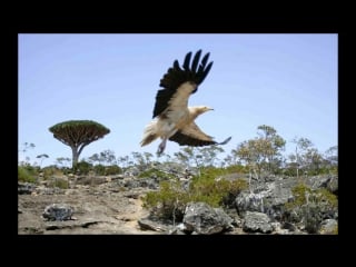 Socotra, sheba himyar as maritime superpower, and the yemenite ocean by prof m s megalommatis