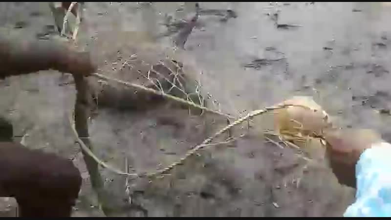 Поимка молодого гребнистого крокодила в сундарбане