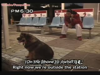 Knight scoop where does my dog go all day 私の犬はどこに行ってくるか sacchan eng sub