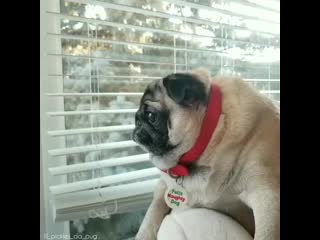 Lil pickles da pug 20191223 214133 0 mp4