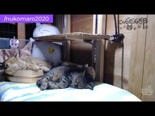 Nukomaro2020 | круглосуточный стрим с котиками