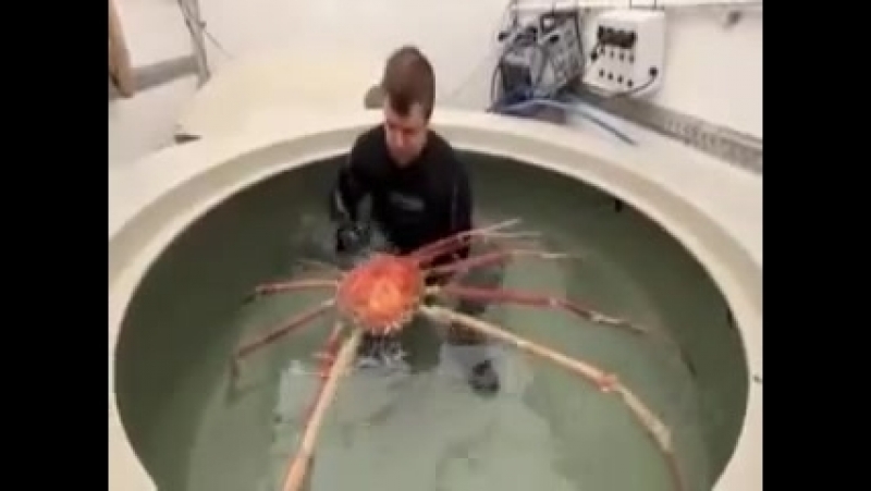 Crab porn video – Big daddy is a huge japanese spider crab