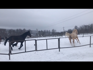 Хвостик отрабатывает коней)