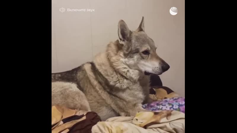 Долина волков в карачаево черкессии