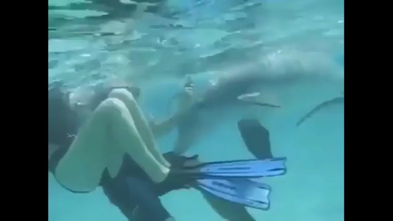 Доказательство того, что дельфины молодые