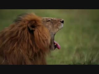 Hyenas porn lioness but male lion comes for revenge lion vs hyena real fight