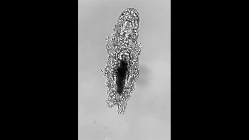 Как справляет нужду тихоходка