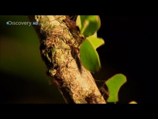 Страсти по насекомым 2 8 серия "жизнь на одном дереве" / insectia 2 life in a single tree (2000)