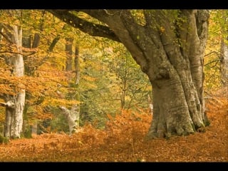 Started taking orders on tablet jolla