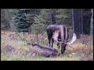 This bull was playing hard to get and the cow was really hamming it up