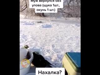 Наглый горностай