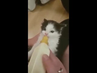 Индикатор удовольствия в действии