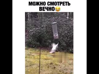 Стриптиз от белки😂