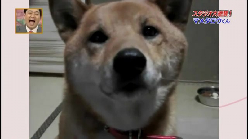 Умеет регулировать громкость )