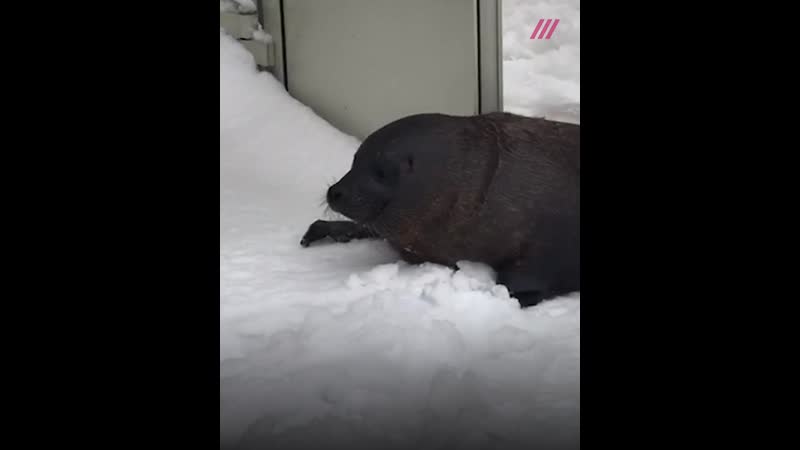 В петербурге замерзли нерпы шлиссик и крошик теперь они живут в помещении