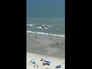 Osprey carries away huge fish as myrtle beach tourists watch