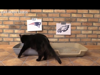 Black cat predicts super bowl 2018 winners