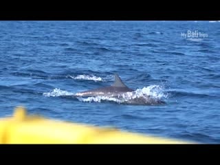 Dolphins in bali lovina beach north bali