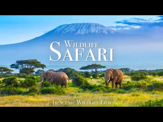 Дикая жизнь в сафари wildlife safari 4k scenic porn film with african music