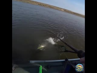 Хорошая щука попалась!