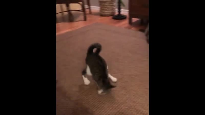 Котейка