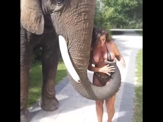 Слон любит грудь