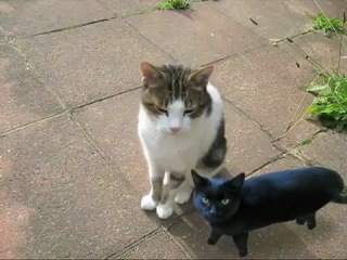 Meow mix watch online