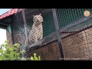 Бенгальская тигрица принимает душ тайган bengal tigress is taking a shower ta