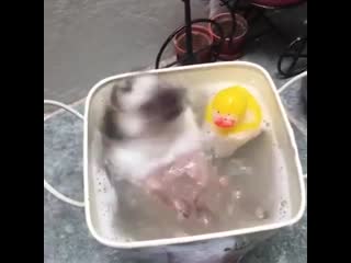 Ежик принимает ванну